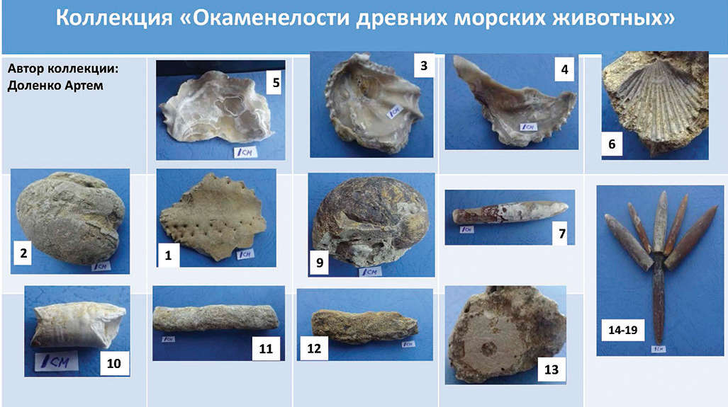 Рис. 4. Коллекция «Окаменелости древних морских животных». Автор Доленко Артем