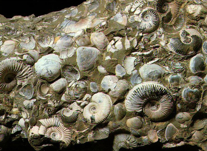 Рис. 4. Окаменелости на дне мезозойского моря (фото с сайта evolution. powernet.ru