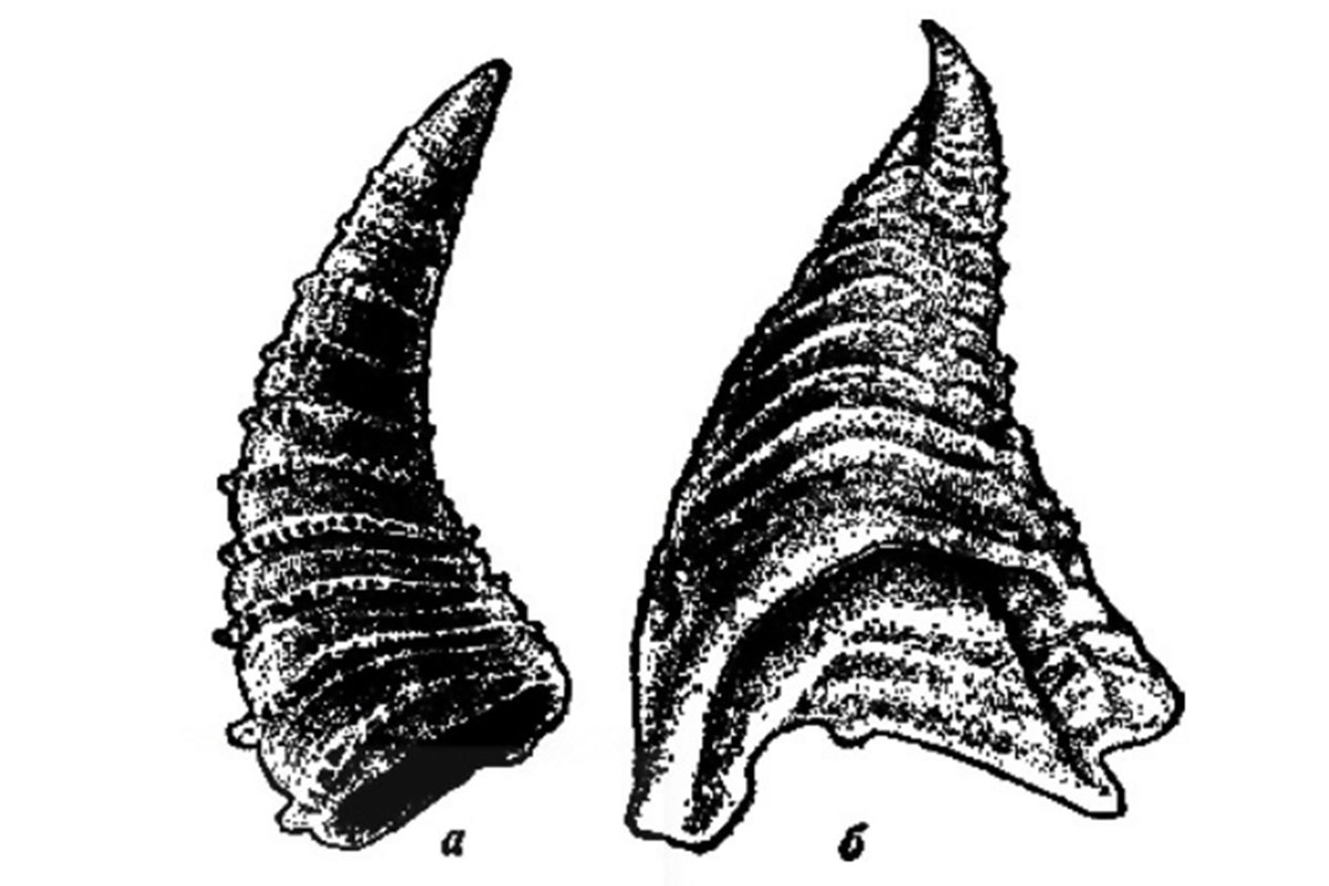 Рис. 11. Томмотиды: а – Lapworthella, б – Tommotia. (https://vse-knigi.org/ bookread-261519/page-11, Что произошло 600 миллионов лет назад)