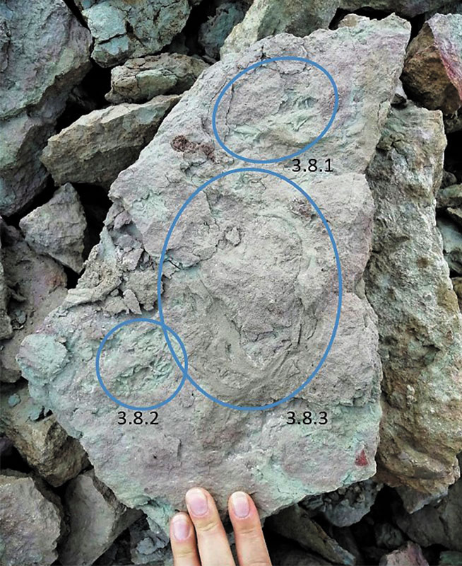 Рис. 20. Образец 3.8, ходы илороющих организмов. Фото автора