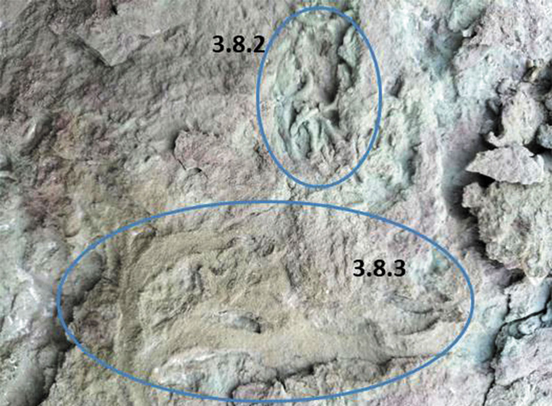 Рис. 23. Образец 3.8.2 и 3.8.3, ходы илороющих организмов. Фото автора