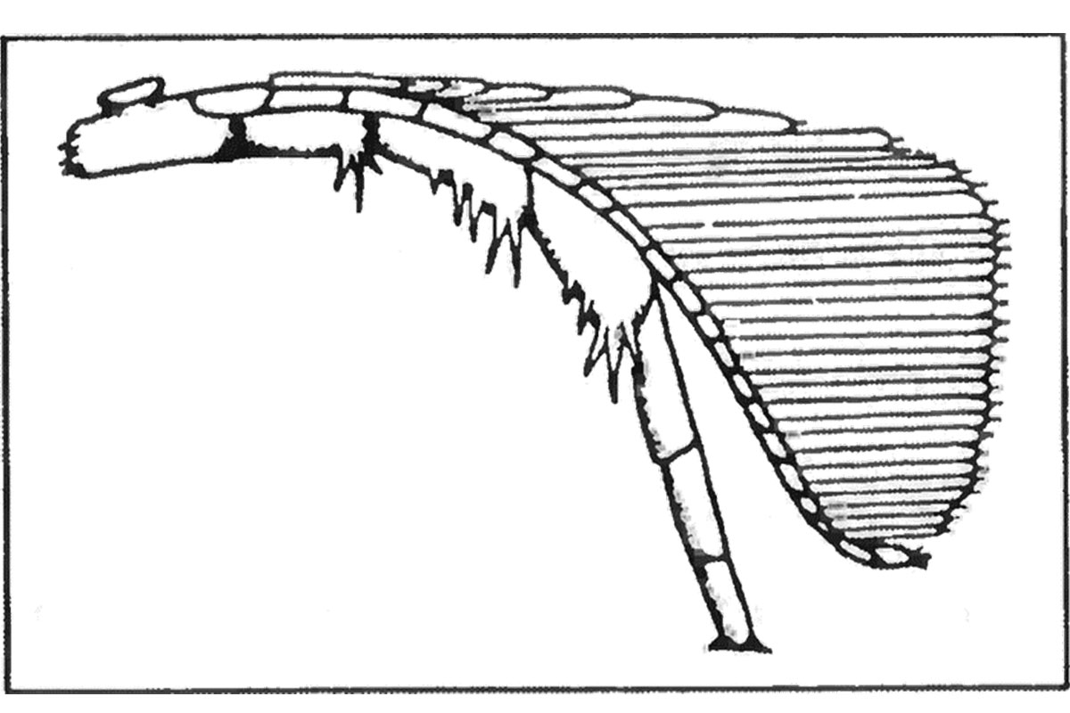 Рис. 3. Современная реконструкция ветвистой конечности Triarthnis (по Н. B.Whittington, J. Almond)