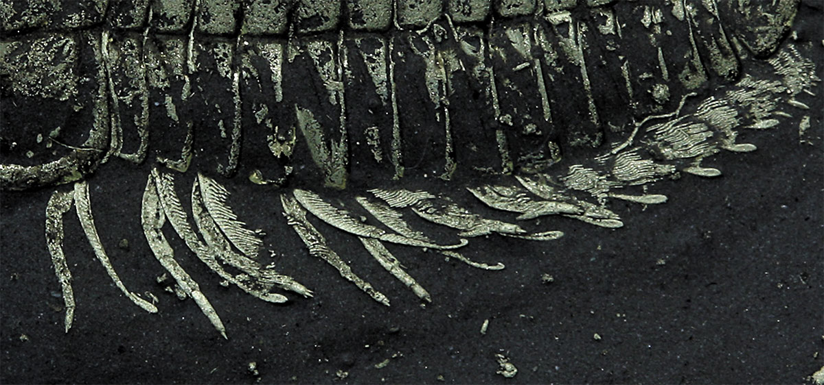 Рис. 4. Боковая часть Triarthrus eatoni, ордовикский период (445 миллионов лет), место находки Lorraine Shale Oneida Co., New York. Фотография довольно хорошо показывает двуветвистые конечности трилобитов: плавательные придатки с жабрами (называемые экзитом или экзоподом) и ходильные ноги (известные как телепод или эндопод). На эндоподиях этих двуветвистых конечностях также видны несколько маленьких «когтей» и несколько хищных шипов