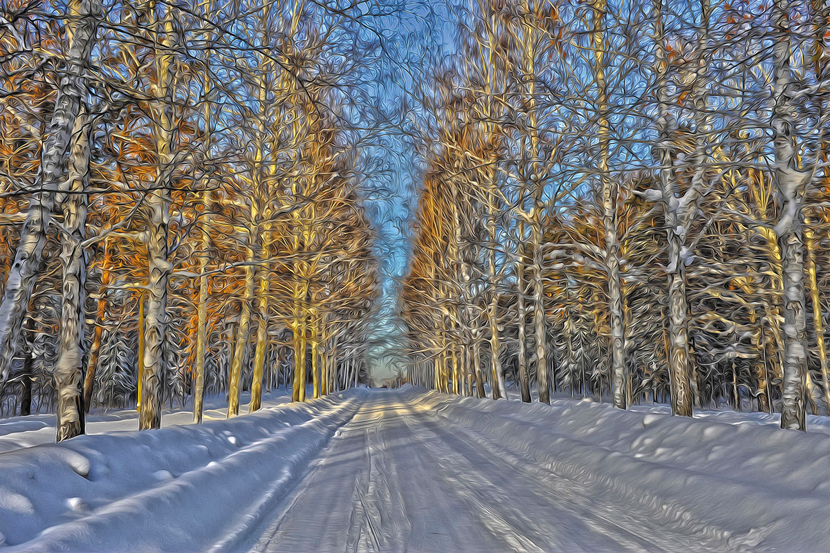 Березовая аллея зимой. Академгородок, 2013 г.