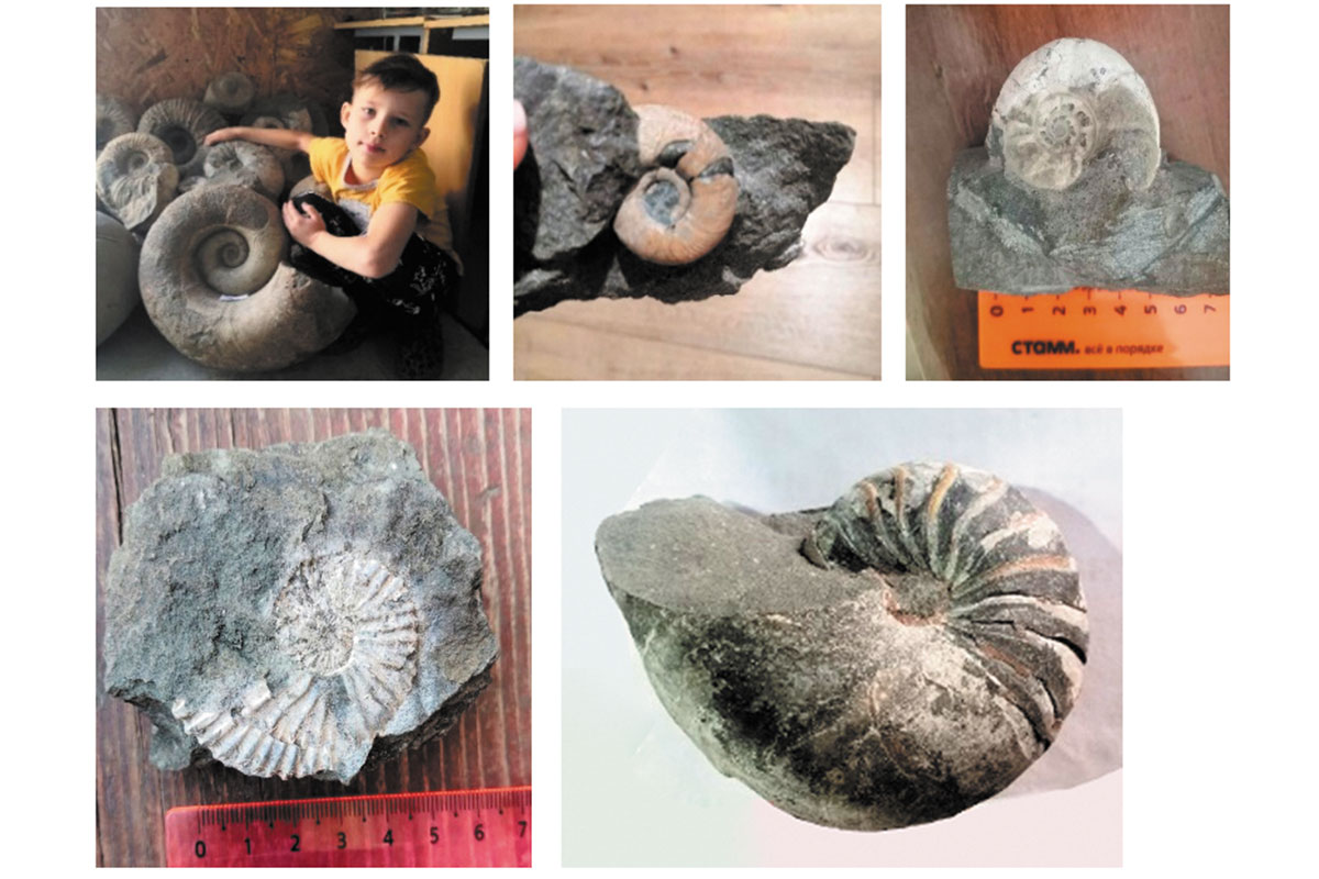 Рис. 6. Находки в долине реки Белой (Lytoceras, Pseudohaploceras, Eogaudryceras, Colombiceras, Nautiloideа)