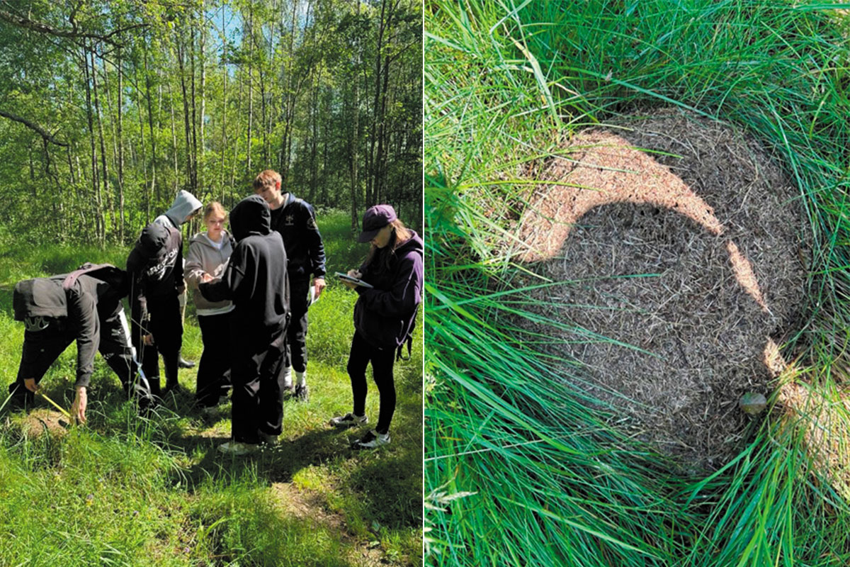 Рис. 4. Описание и инвентаризация муравейника по методике Н.Г. Дьяченко и А.А. Захарова