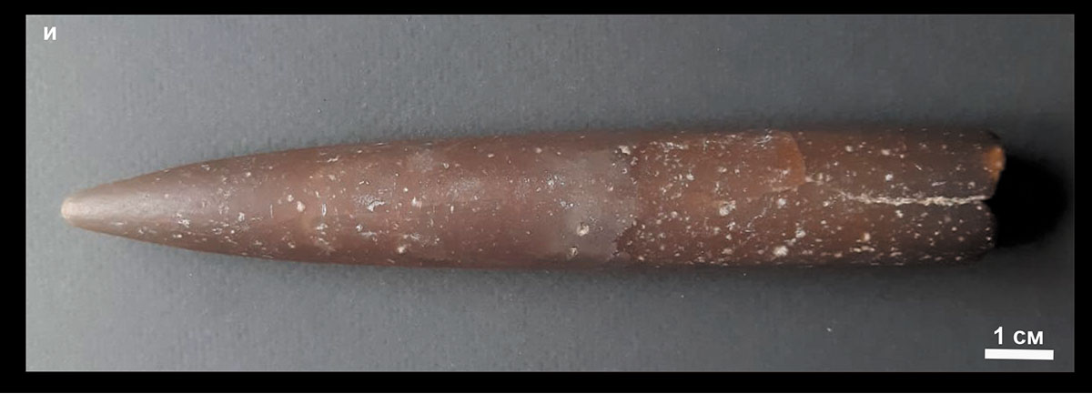 Рис. 6. Ископаемая фауна Кашпирского разреза: а) позвонок ихтиозавра; б, в) отпечатки моллюсков Buchia; аммониты из Кашпирского разреза: г-е) Craspeditas, з) Garniericeras; ж) аммониты Epivirgatites из горелых отвалов; и) ростр белемнита