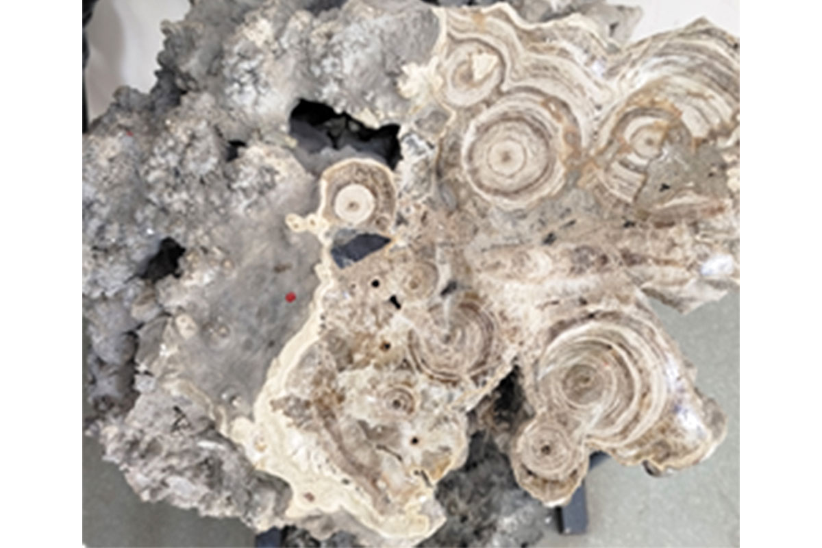 Рис. 4. Спил осколка глыбы сформировавшихся сталактитов