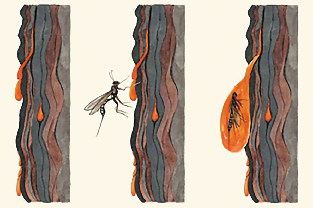 Рис. 1. Схема попадания насекомого (наездника) в смоляную ловушку ([4])