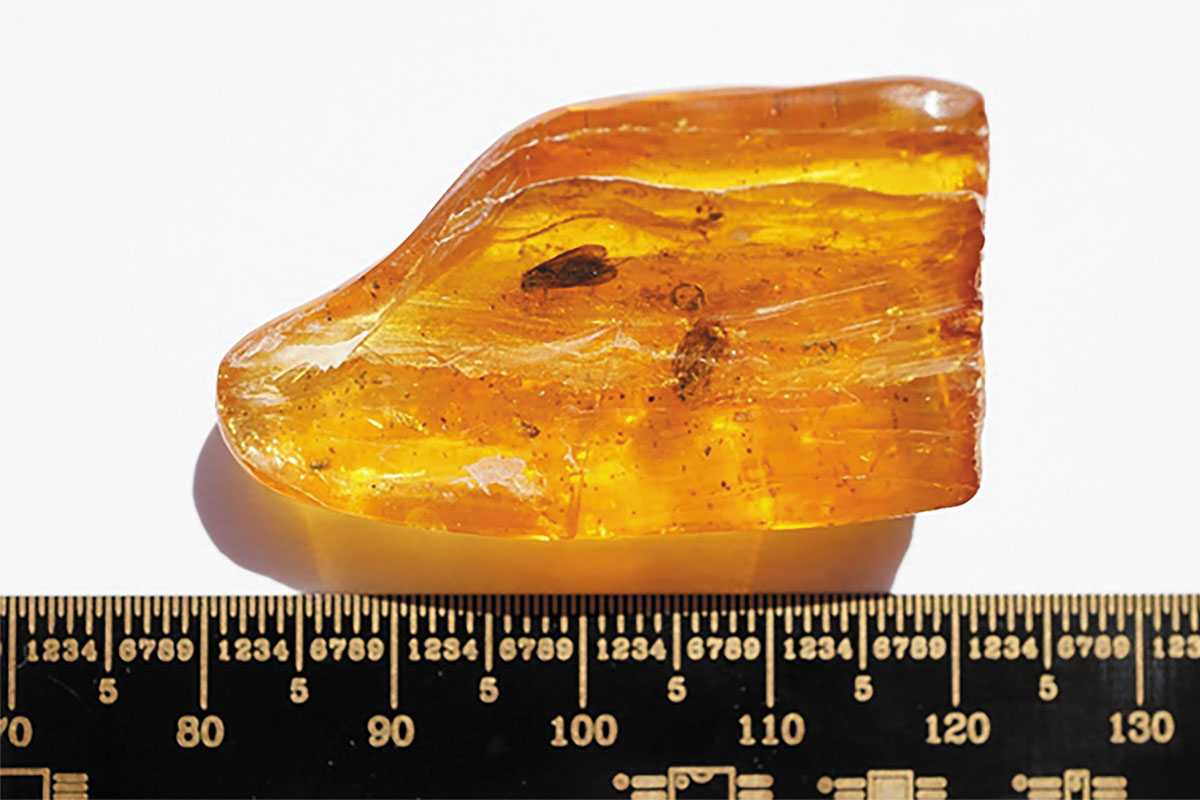 Рис. 6. Использовавшийся образец балтийского инклюза (ручейник, эоцен)