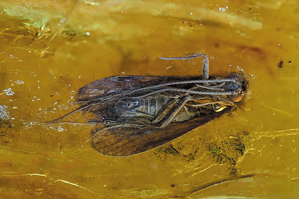 Рис. 7. Ручейник, эоцен – съемка снизу