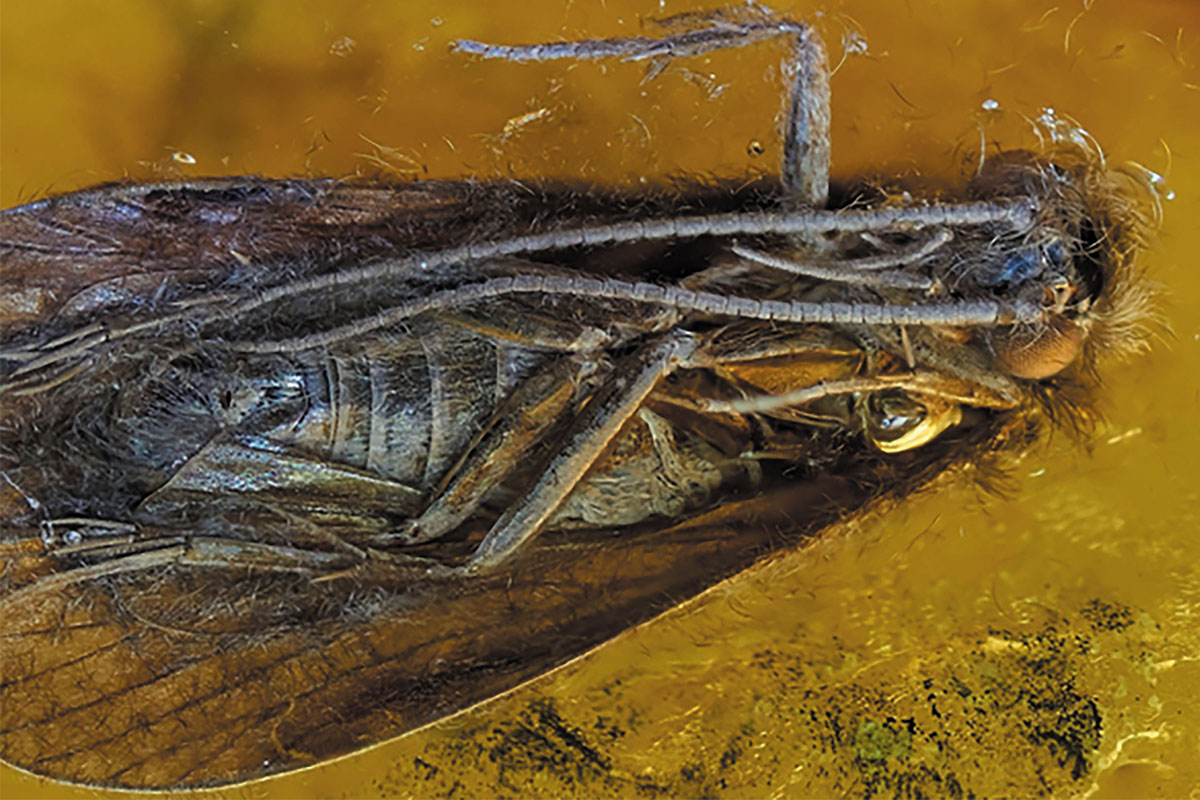 Рис. 8. Ручейник, эоцен – съемка снизу с увеличением