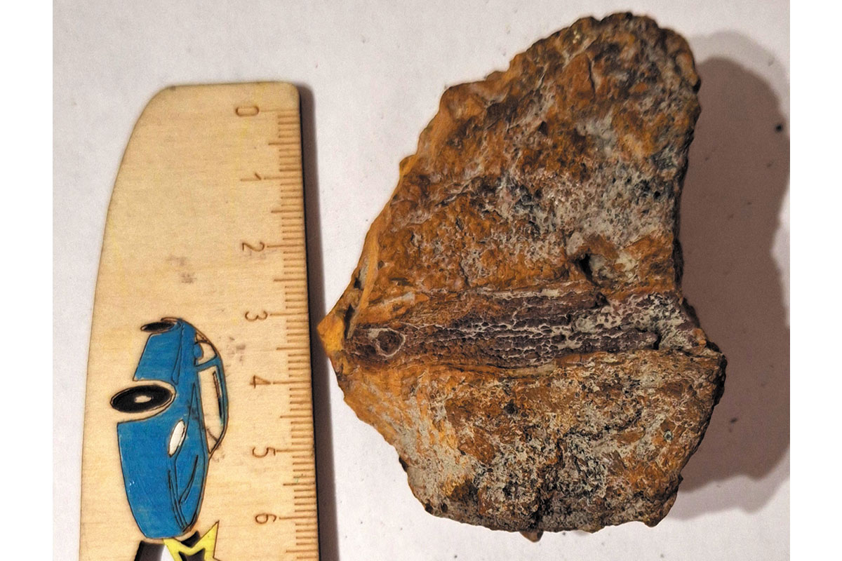 Рис. 13. Моя находка с Волчанского месторождения. Отпечаток древнего хвоща (это растение росло миллионы лет назад!). Фото автора