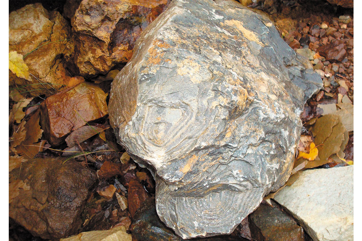 Рис. 4. Столбчатые строматолиты Conophyton cylindricum. Фото Е.Ю. Белоусовой