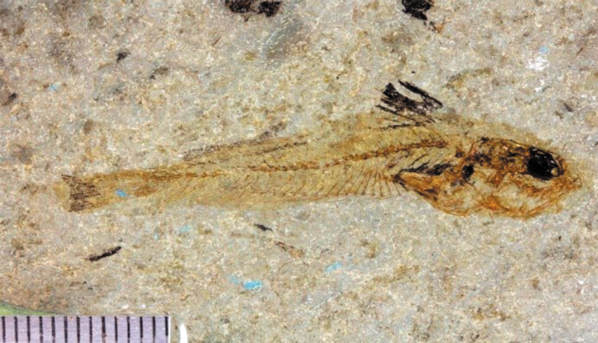 Рис.14. Trachinus sp. (морской дракон). Фото А.Ф. Банникова
