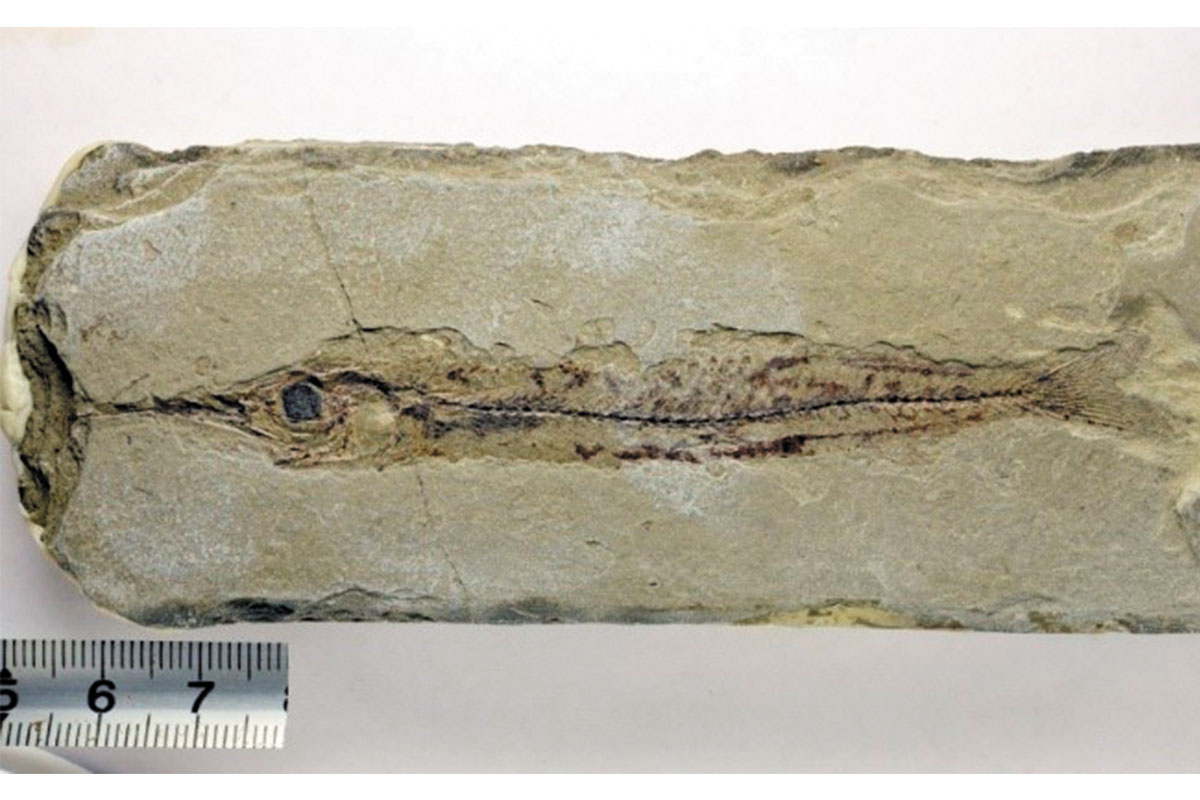 Рис. 8. Hyporhamphus tatjancnkoi Bannikov (морская игла). Фото А.Ф. Банникова