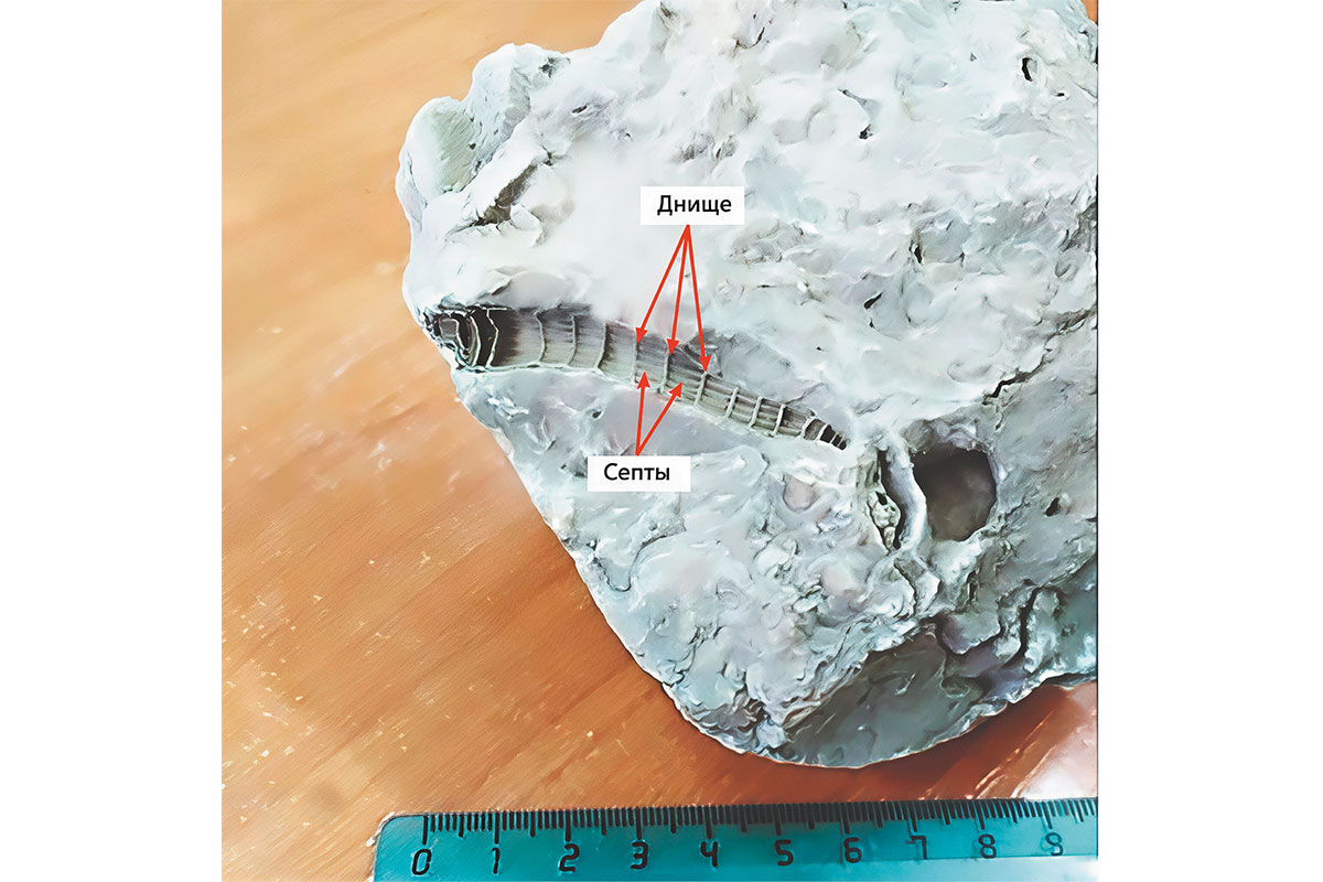 Рис. 5. Коралл Amplexus. Фото Льва Пермякова