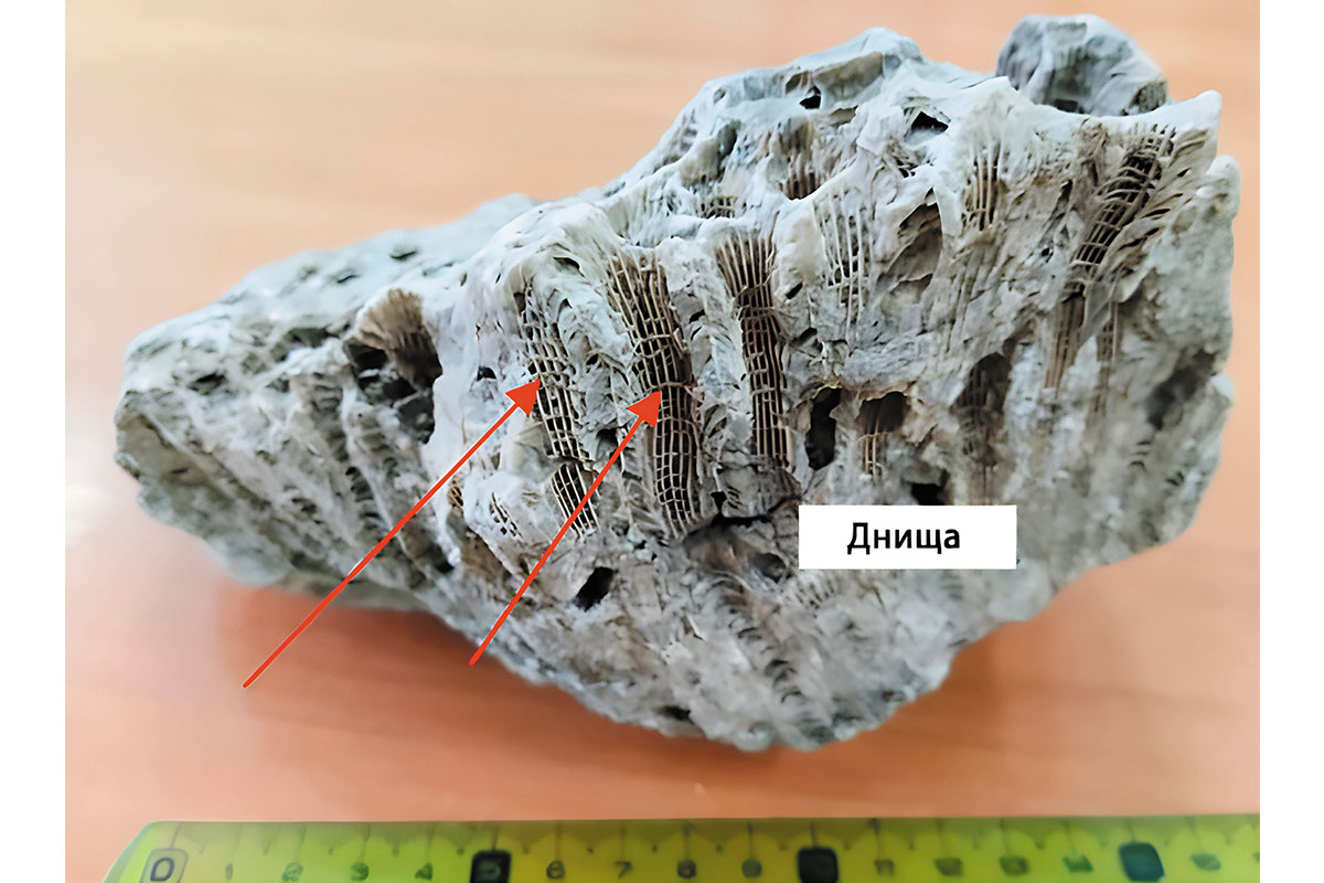 Рис. 7. Вид сбоку. Фото Льва Пермякова